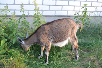 baby goat eating grass