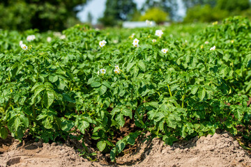 Ekologiczna uprawa ziemniaków. Kwitnące pole ziemniaków. Uprawy ekologiczne - obrazy, fototapety, plakaty