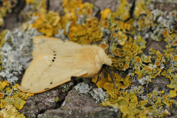 Closeup on the yellow buff ermine moth, Spilosoms lutea sitting on a piece of wood