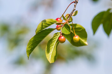 Młode owoce wiśni w uprawie ekologicznej. Sad bez chemicznych środków ochrony roślin