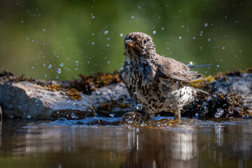 Bathing Mistle Thrush facing the camera