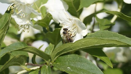 bee on a flower