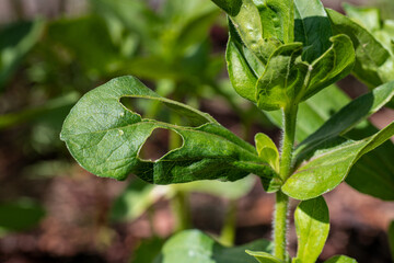 Young Zinnia plant foliage damaged by snails. Slug damage to flower leaves. Garden pest background.