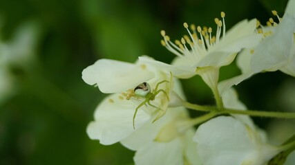 bee on a flower