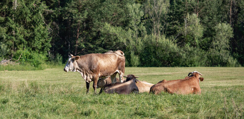 Cows on the meadow in a beautiful forest landscape, farmer's concept