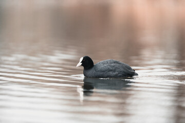 Eurasian coot 
