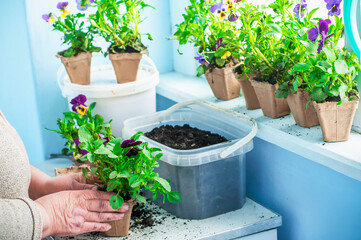 transplanting flowers into peat pots, plants on the balcony, home comfort. High quality photo