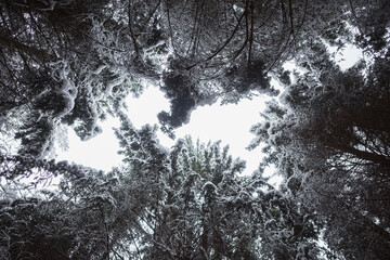 Winterwaldlandschaft in Froschperspektive mit vereisten B&auml;umen mit Schnee und einem Kreisfenster mit wolkigem wei&szlig;em Himmel als Hintergrund bei Tageslicht