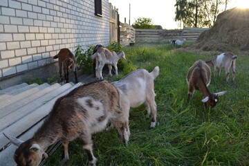 Fototapeta premium herd of goats