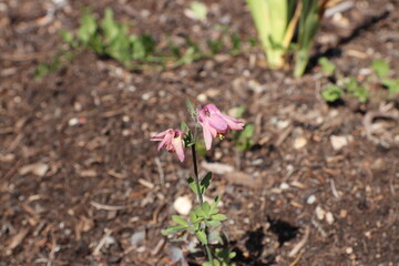 alleinstehende Blume