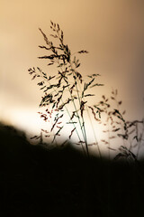 Obraz na płótnie Canvas Green grass background in sunlight. Bright bokeh. Soft focus.