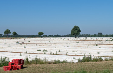In spring, many workers in Bavaria harvest the fresh asparagus in the field. Plastic boxes in the foreground. In the background trees and the blue sky.
