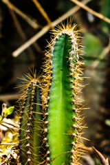 Acanthocereus tetragonus or triangle cactus