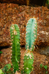 Acanthocereus tetragonus or triangle cactus