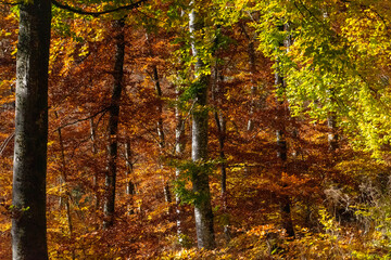 Obraz premium autumn in the woods