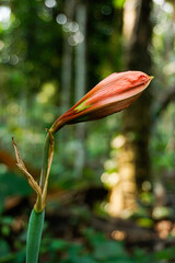 Red amaryllis lily flower bud, close-up