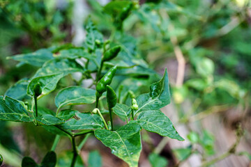 Birds eye chilli plant