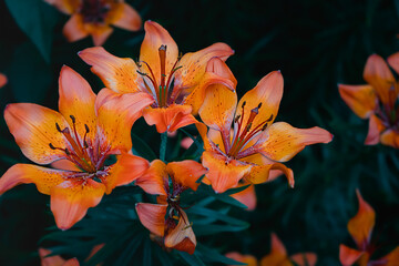 Obraz na płótnie Canvas orange lily in the garden