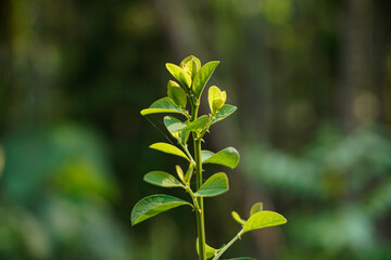 Fototapeta na wymiar closeup of green plant