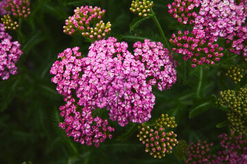wild pink flowers in the garden
