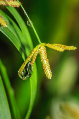 Rain drops on green vegetation in the early morning, Cape Town, South Africa
