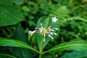 indian snake root flower