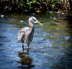 Great blue heron fishing in a river