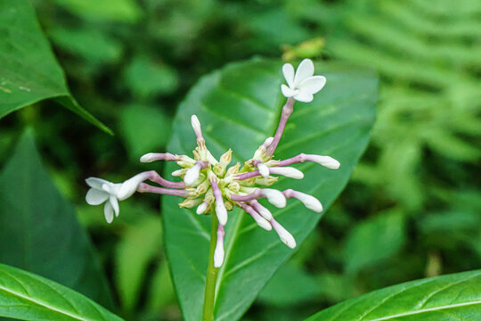 indian snake root flower