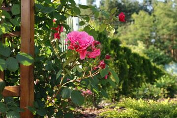Beautiful rose flower blooming in the garden.
Piękny kwiat róży kwitnący w ogrodzie.