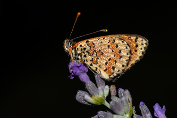 Early in the morning, dew-covered butterflies wait for the sun to come out and dry them to fly.