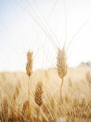 Golden ears of wheat in the field in summer, cereals, raw material.