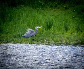 Great blue heron fishing in a river