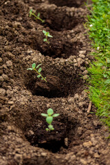 Cut flower garden. Gardening hobby. Planting snapdragon seedlings. Landscaping backyard with cut flowers.