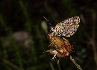 Early in the morning, dew-covered butterflies wait for the sun to come out and dry them to fly.