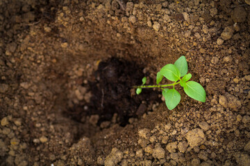 Cut flower garden. Gardening hobby. Planting snapdragon seedlings. Landscaping backyard with cut flowers.