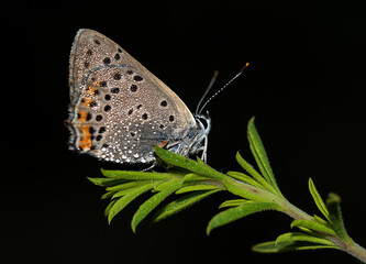 Early in the morning, dew-covered butterflies wait for the sun to come out and dry them to fly.