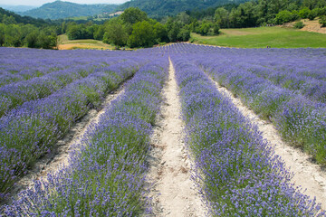 Lavanda di Sale San Giovanni