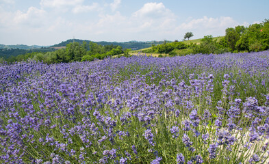 Obraz premium Lavanda di Sale San Giovanni