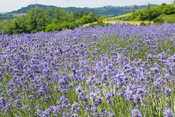 Naklejka premium Lavanda di Sale San Giovanni