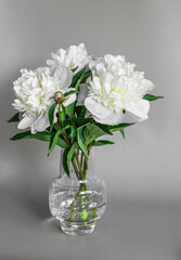 Bouquet of white peonies in a glass vase on a light background. Home decor still life