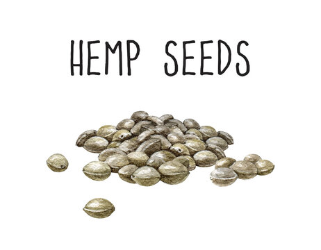 Hemp seeds watercolor illustration. Cannabis grain heap hand drawn image. Medical and raw food organic hemp seeds on white background