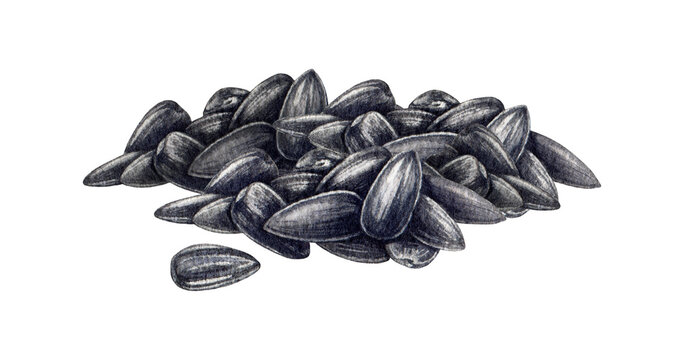 Sunflower seeds pile watercolor illustration. Hand drawn dark shell seeds with white stripes heap. Sunflower raw whole seed group on white background