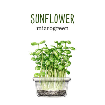 Fresh sunflower sprouts in glass container watercolor illustration. Green raw microgreen sunflower sprouts in the soil glass container. Growing seeds at home image. White background