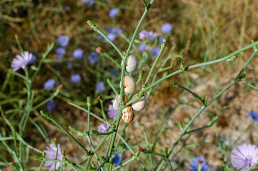 Group of snails on a green branch
