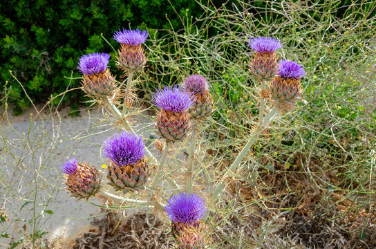 Plant called Onopordum nervosum, also known as Moor's cotton thistle or reticulate thistle