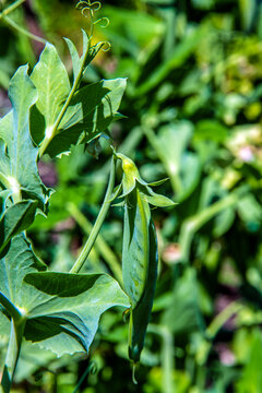 Unmatured green haricots hanging from the plant