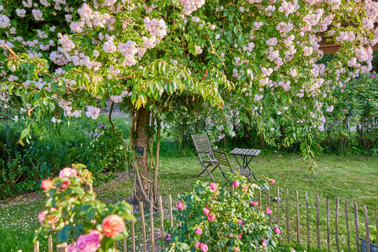 Gartentisch unter Ramblerbaum