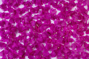 Pink floral background. Background from fresh purple flowers.