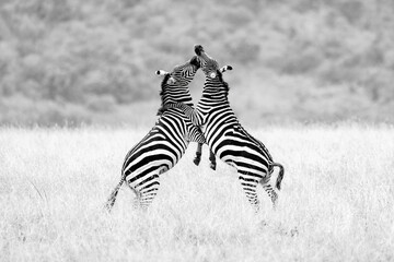 Fototapeta na wymiar Two Plains (Grant's zebra) Zebra stallions (Equus quagga boehmi) fighting and biting, Maasai Mara National Reserve, Kenya 