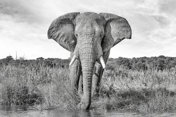African elephant (Loxodonta africana) drinking water, black and white fine art, Murchison Falls National Park, Uganda, Africa	